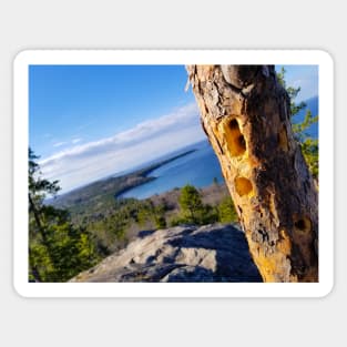 A Tree on Sugarloaf Sticker